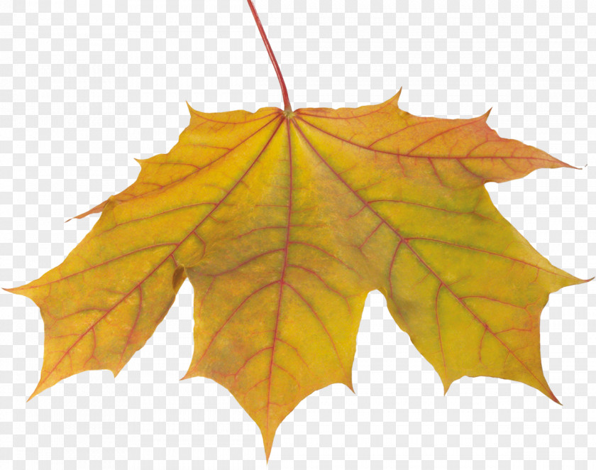 Autumn Leaves LiveInternet I Feel Love Leaf Je N'attendais Que Vous PNG