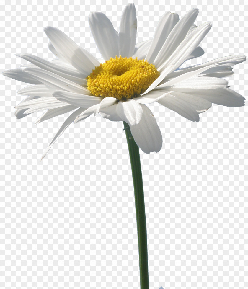Flower Oxeye Daisy German Chamomile PNG