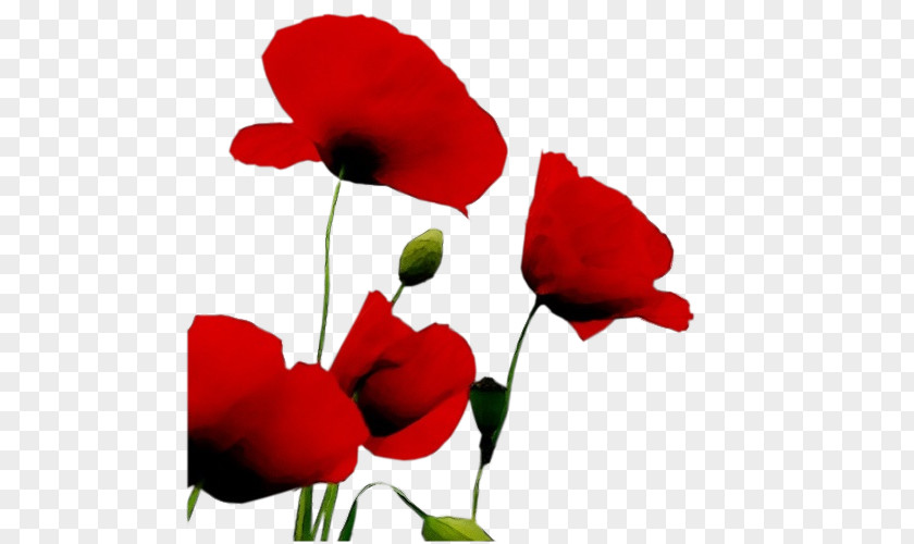 Flower Red Petal Coquelicot Plant PNG