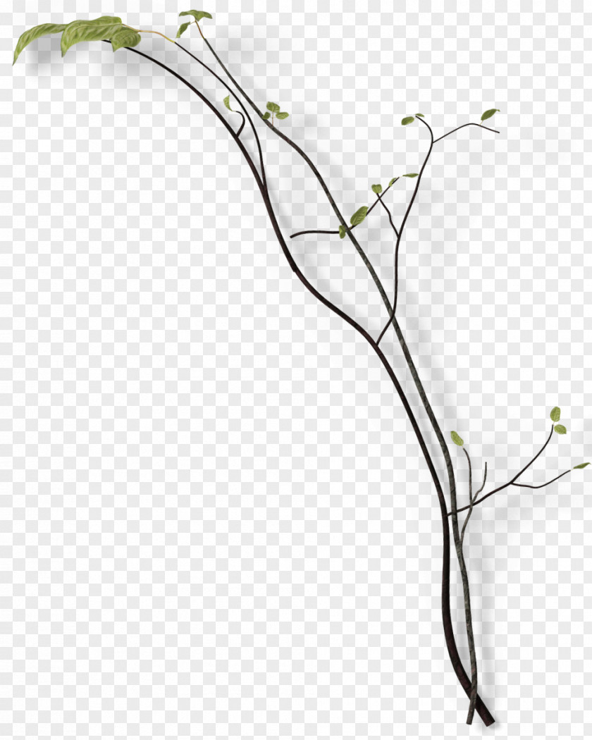 Green Leaves On Branches Twig Branch Leaf PNG