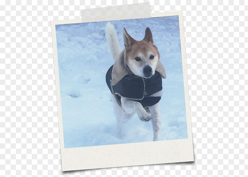 Husky Dog Breed Shikoku Shiba Inu Siberian Snout PNG