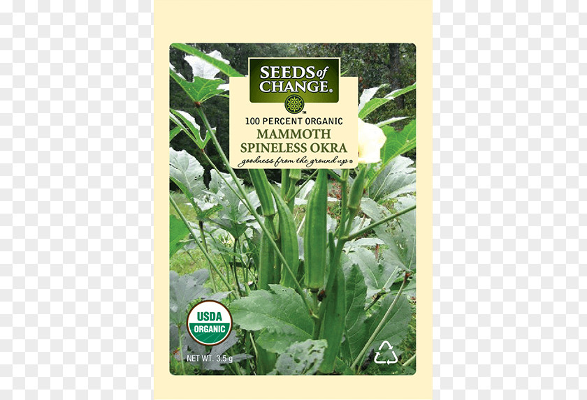 Vegetable Okra Herb Our Mammoth Crops Of India PNG
