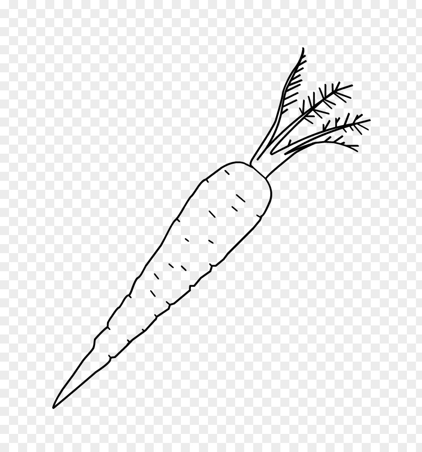 Carrot Drawing Kleurplaat Food Sinterklaas PNG