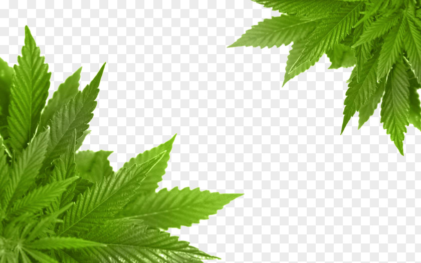 Cannabis Port Alberni Medical Dispensary Cannabidiol PNG