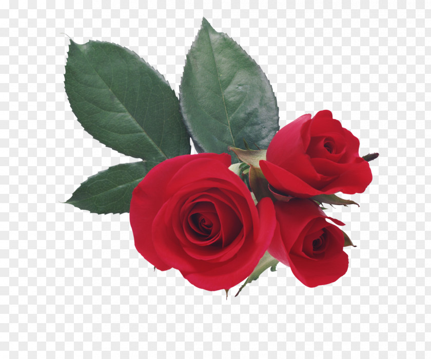 White Rose Valentine's Day Love Romance PNG