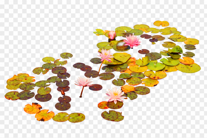 Yellow Simple Lotus Leaf Decorative Pattern Nelumbo Nucifera Photography Effect PNG