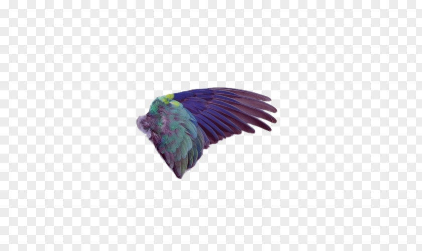 Animals Wings Bird Wing Painting Feather PNG