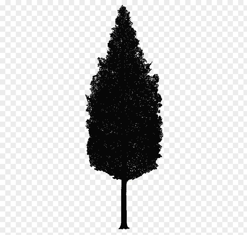 Bm Spruce Christmas Tree Pine New Year PNG
