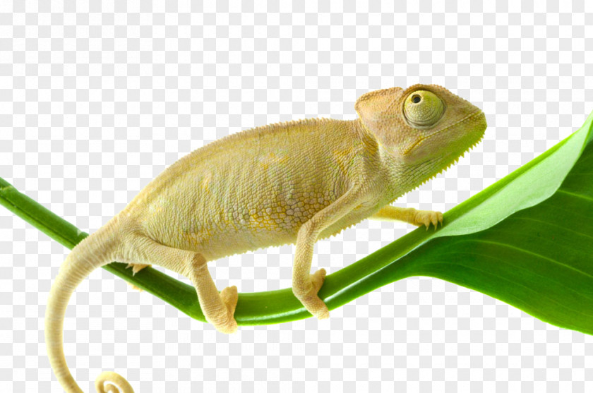 Chameleon On Green Leaf Chameleons Jacksons Chameleon, Wallpaper PNG