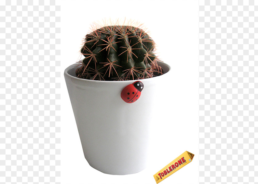 Crassula Rupestris Citroën Cactus M Flowerpot PNG