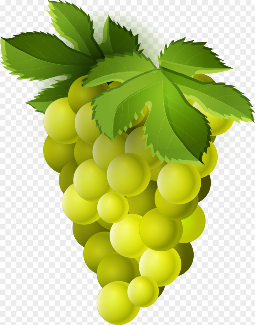 Grape Common Vine Sultana Seedless Fruit PNG