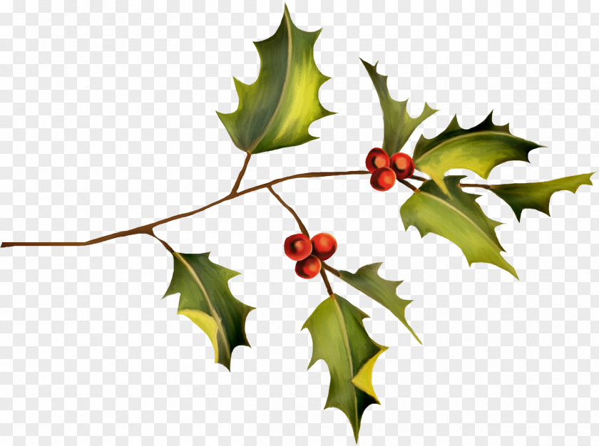HOLLY Holly Plant Leaf Clip Art PNG