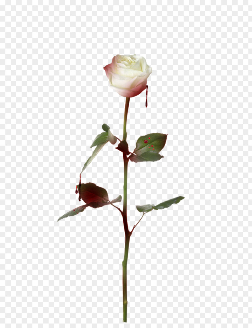 Rose Outline Stock Photography Royalty-free Fotosearch PNG