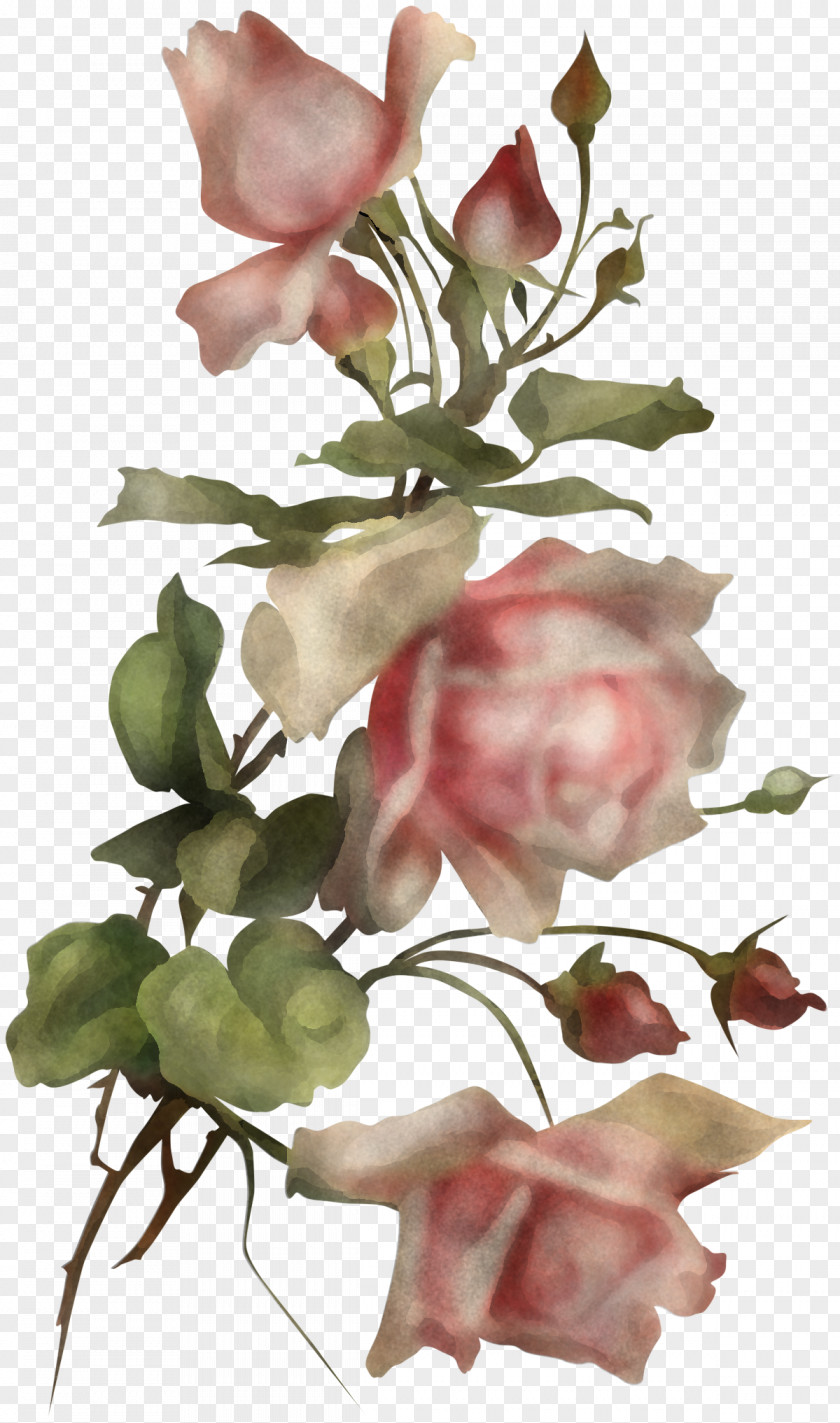 Sweet Pea Bouquet Rose PNG