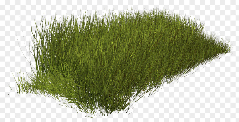 Love The Natural Environment Weed Lawn Fountaingrasses PNG