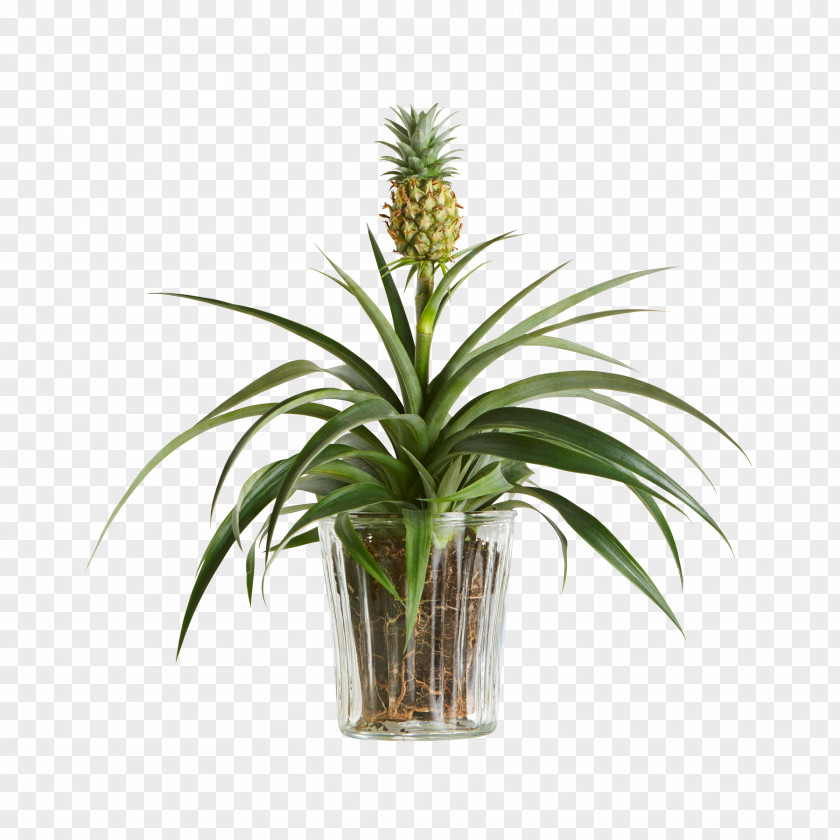 Blumen Pineapple Embryophyta Houseplant Flowerpot Shrub PNG