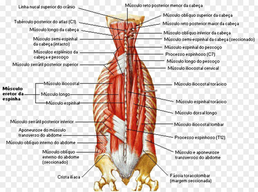 FIGURA HUMANA Lumbar Vertebrae Erector Spinae Muscles Vertebral Column PNG