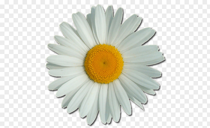 Flower Common Daisy Clip Art PNG