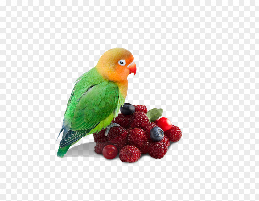Parrot Bayberry PNG