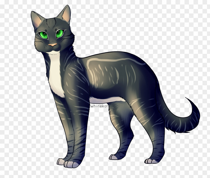 Raver Korat Whiskers Domestic Short-haired Cat Paw Tail PNG