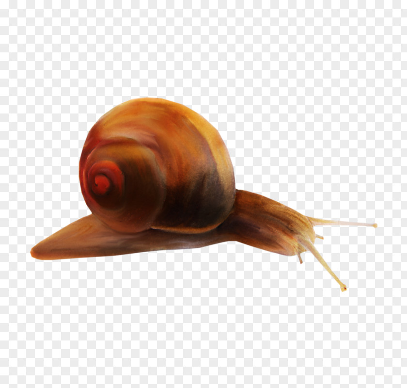 Snail Orthogastropoda Gastropod Shell PNG