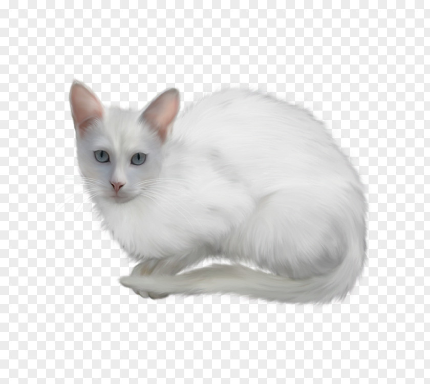 White Cat Turkish Angora Clip Art PNG