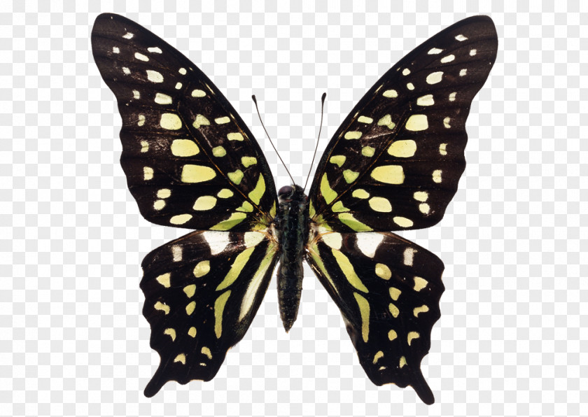 Butterfly Insect Tailed Jay Royalty-free PNG