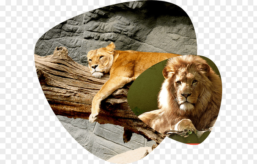 Cat Wildcat Lion Felidae Bwindi Impenetrable National Park PNG