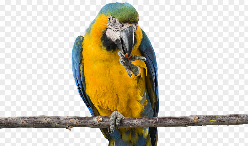 Cockatiel Budgerigar Parrot Bird Parakeet Macaw PNG