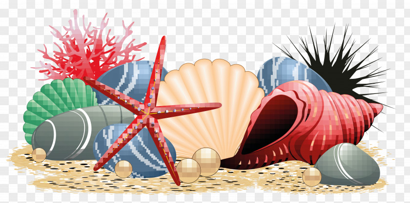 Conch Seashell Beach Starfish PNG