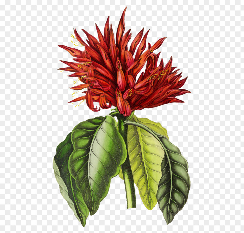 Image Aphelandra Colored Pencil Graphic Design PNG