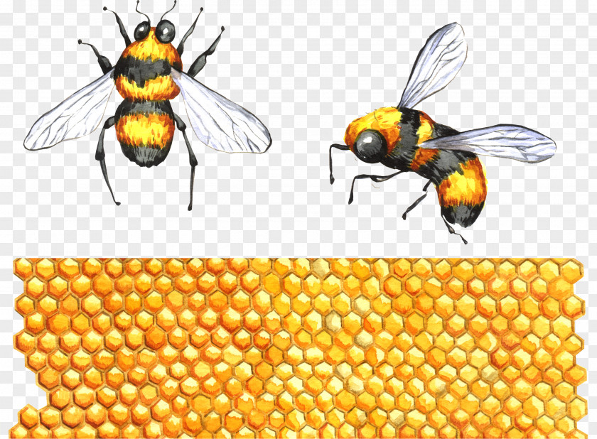 Insect Honey Bee Apidae Clip Art PNG