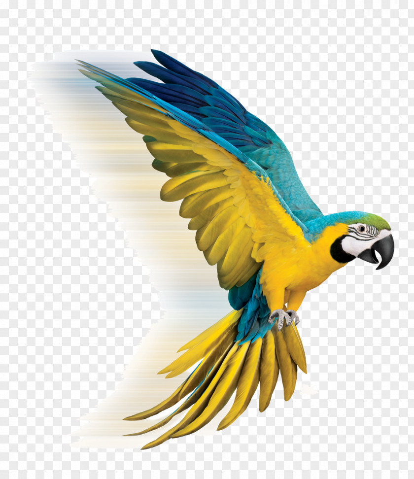 Parrot TELUS/Cambridge Electronics Incorporated Telus TV Bird Internet PNG