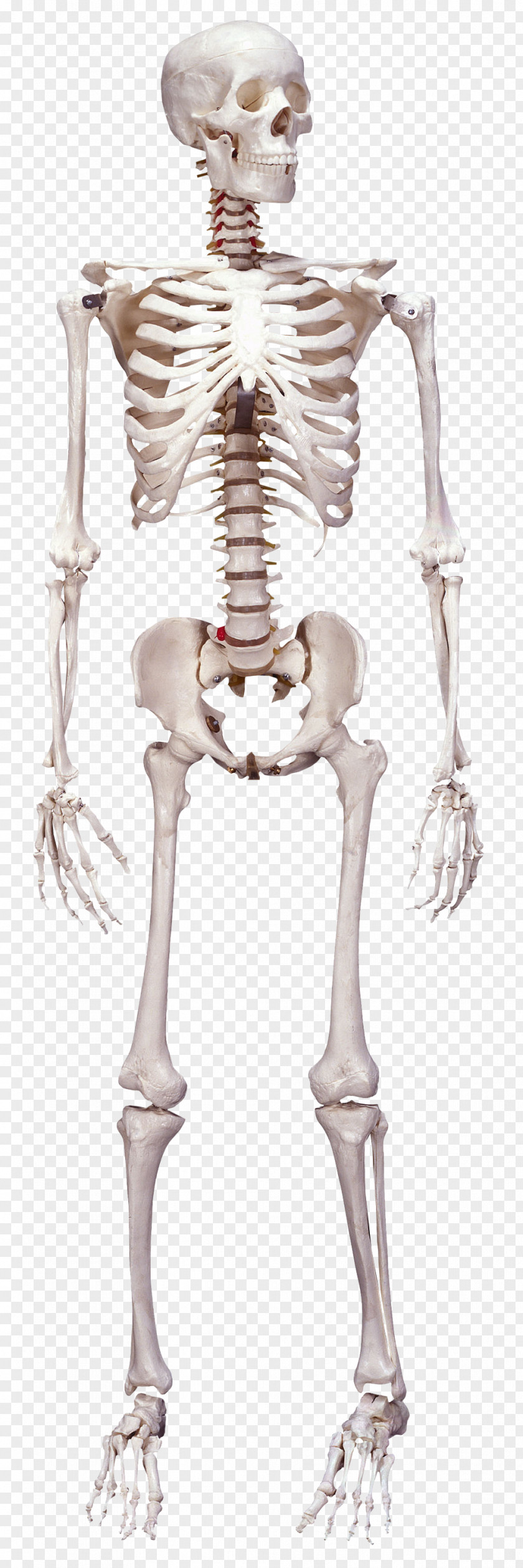 Skeleton Human Body Bone Anatomy PNG