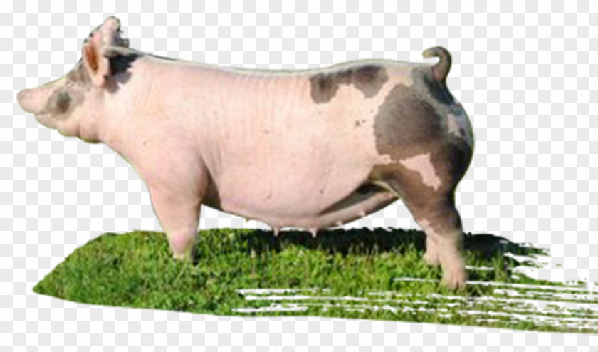 Boar Domestic Pig Livestock Snout Gaston PNG