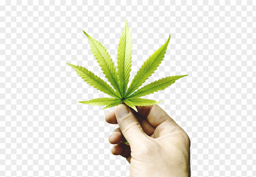 Cannabis Medical Hash Oil Cannabidiol Dispensary PNG