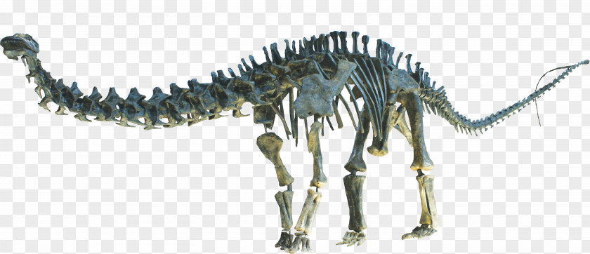 Clean Apatosaurus Brontosaurus Human Skeleton Diplodocid Sauropoda PNG