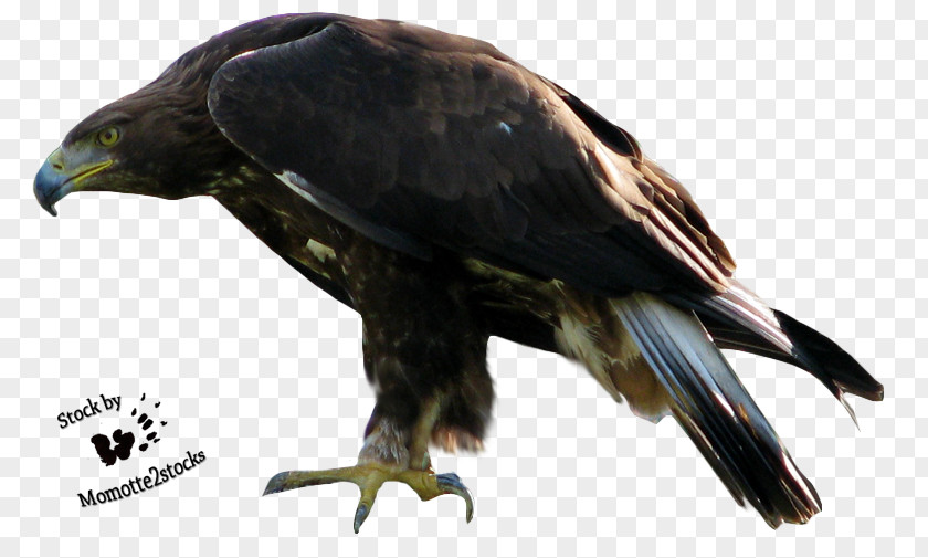 Eagle 2 Bald PNG