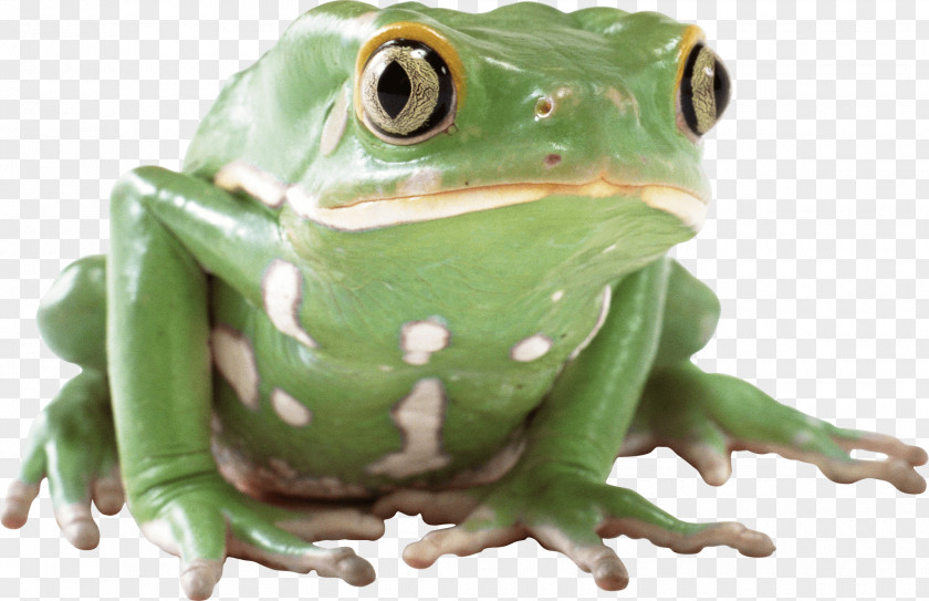 Frog Image Lithobates Clamitans PNG