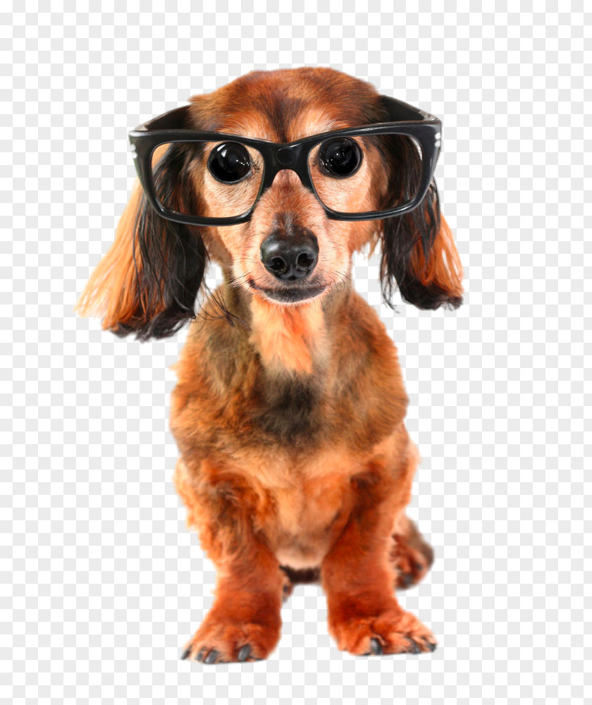 Glasses Frame Dog Dachshund German Shepherd Puppy How Dogs Learn Training PNG
