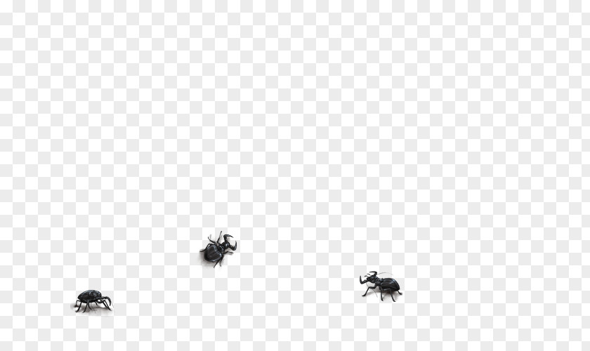 Insect Desktop Wallpaper Pollinator Computer Font PNG