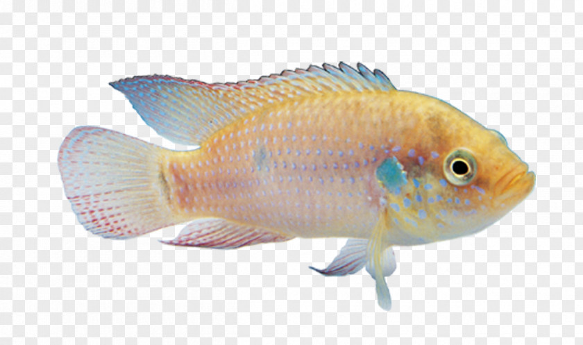 Ornamental Fish Carassius Auratus Angelfish PNG