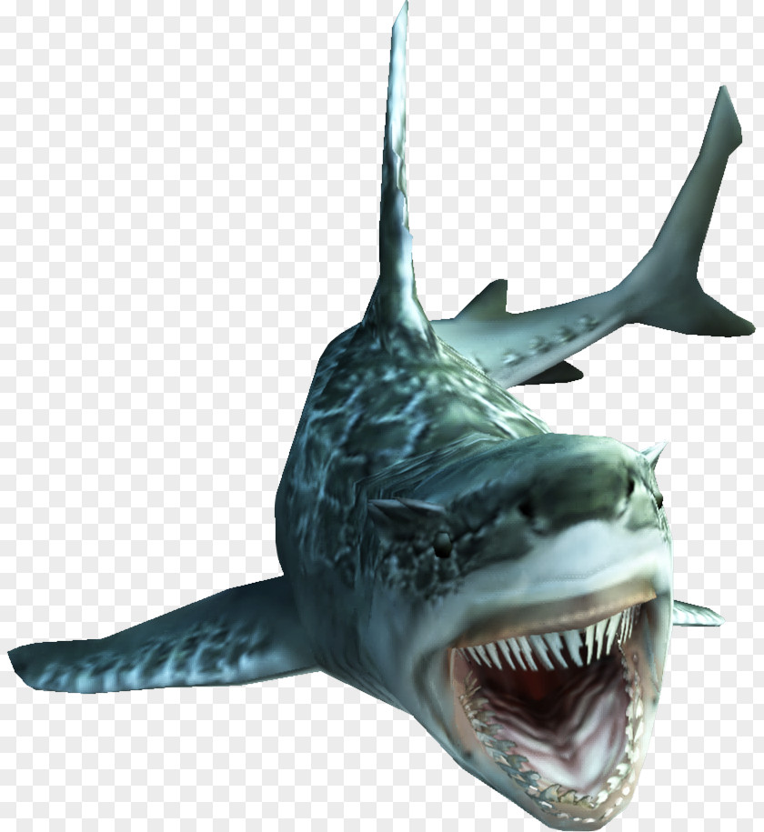 Sharks Monster Hunter Tri 4 Ultimate 3 Fish PNG