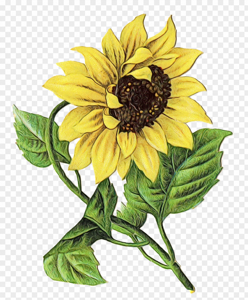Annual Plant Artificial Flower Drawing Of Family PNG