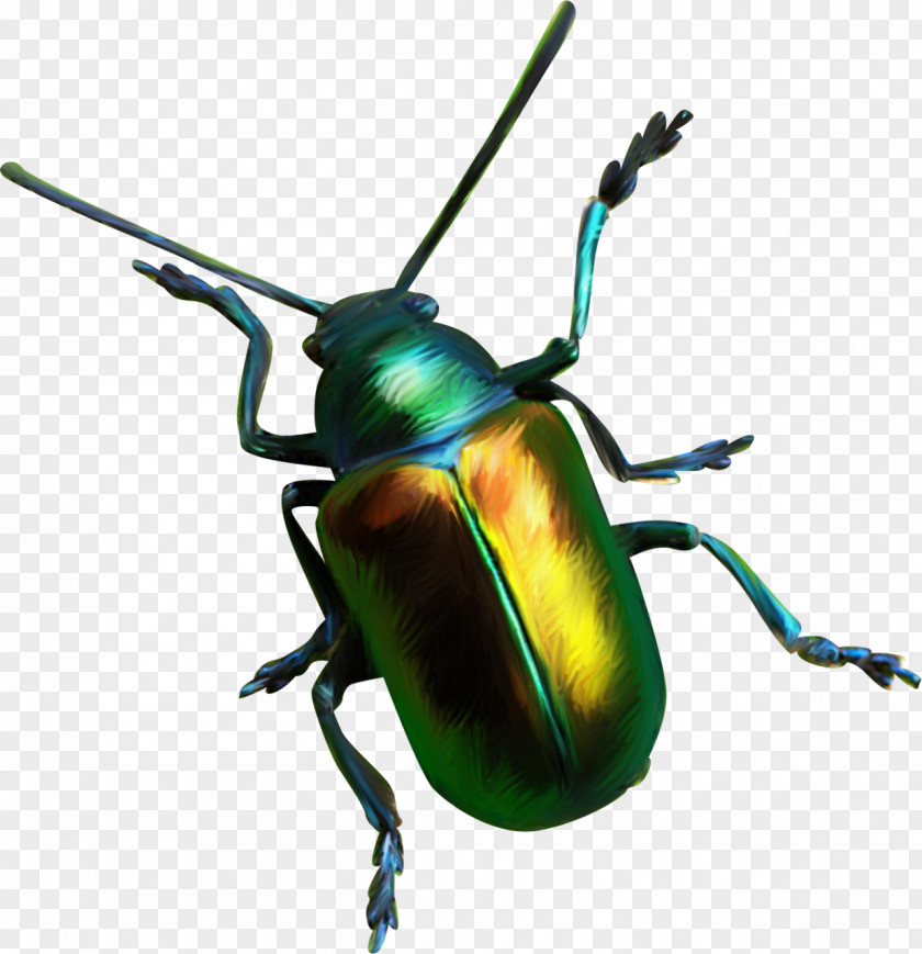 Bugs Scarabs Download PNG