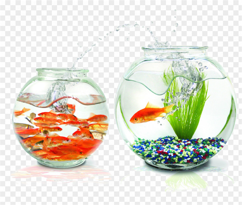 Circular Tank Goldfish Praneetha Fish Aquariums Wallpaper PNG