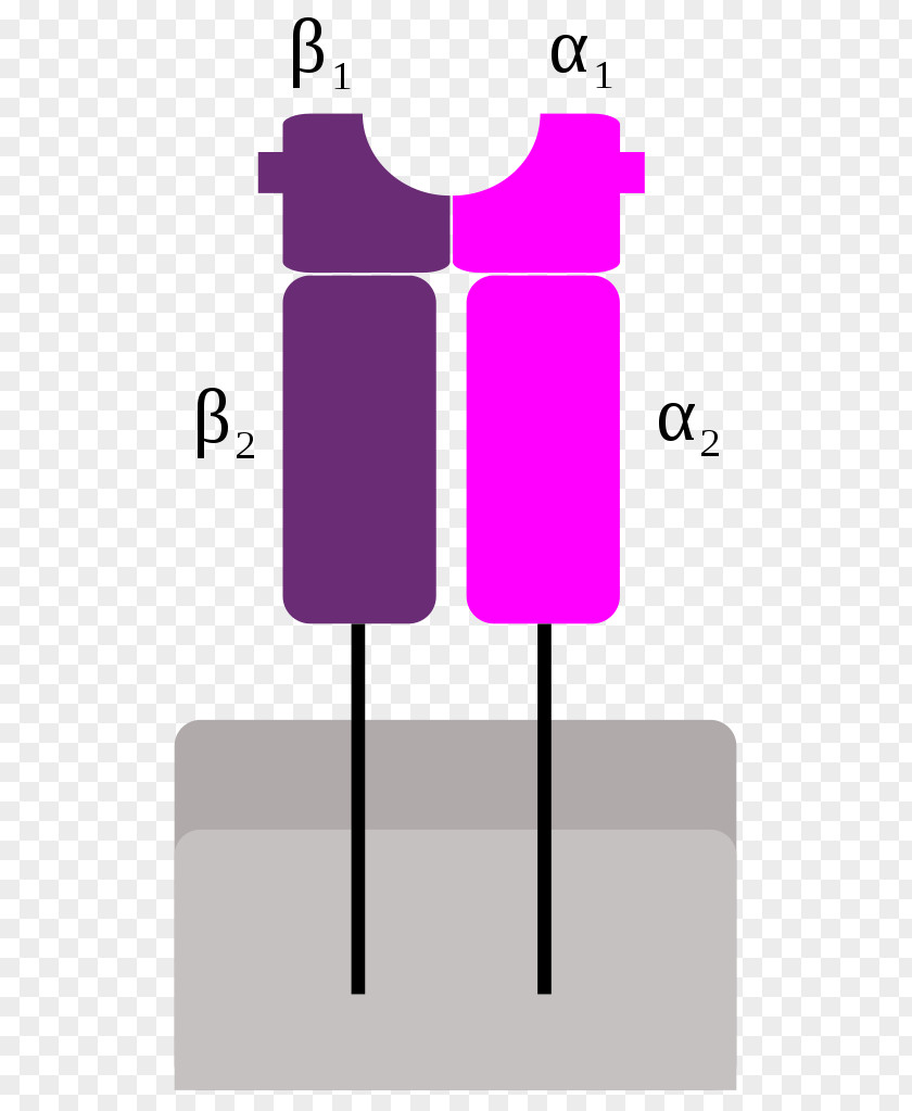 History Class Projects MHC II Major Histocompatibility Complex Human Leukocyte Antigen PNG