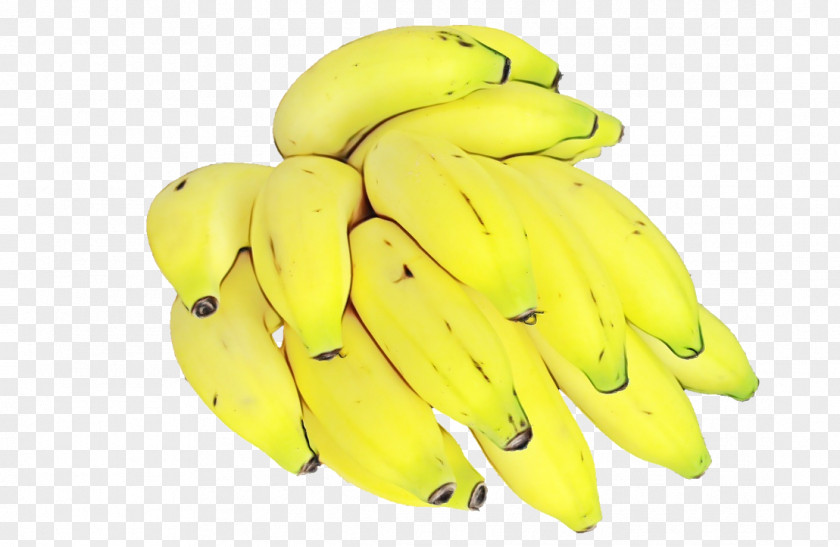 Legume Food Banana Family Yellow Saba Fruit PNG