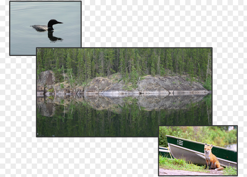 Northern Pike Jan Lake, Saskatchewan Three Lakes Camp Lake Diefenbaker Pond PNG