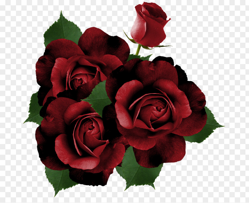Rose Garden Roses Flower PNG